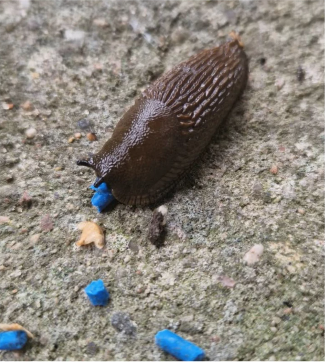 Hispaaniatigu – Ferronite teokaitse toode aias.